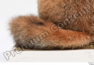 Fox  2 tail 0001.jpg